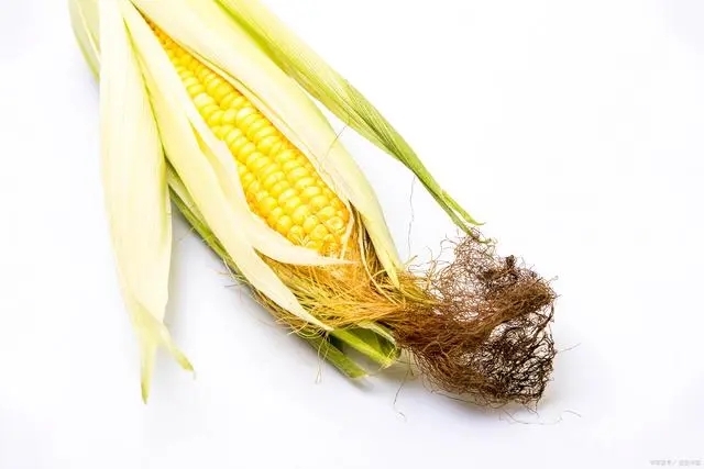 在衛(wèi)生紙沒有發(fā)明之前，美國人上廁所竟是用玉米穗