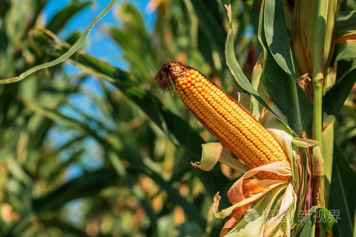 在衛(wèi)生紙沒有發(fā)明之前，美國人上廁所竟是用玉米穗