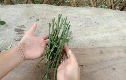 用衛(wèi)生紙繁殖月季的神奇方法