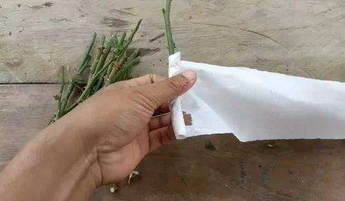 用衛(wèi)生紙繁殖月季的神奇方法