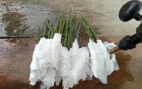 用衛(wèi)生紙繁殖月季的神奇方法