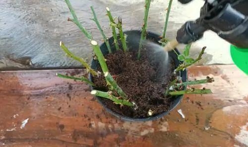 用衛(wèi)生紙繁殖月季的神奇方法