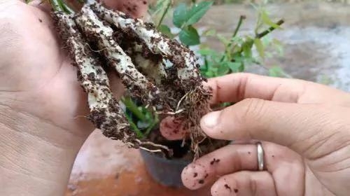 用衛(wèi)生紙繁殖月季的神奇方法